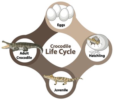 Crocodile Life Cycle Diagram