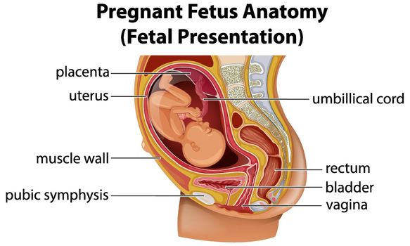 Pregnant fetus anatomy diagram