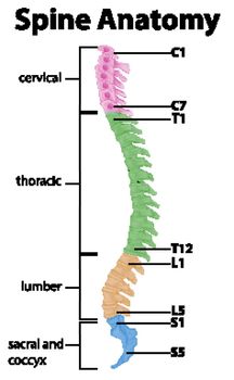 Anatomy of the spine or spinal curves infographic