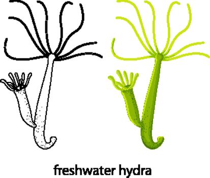Freshwater hydra in colour and doodle on white background