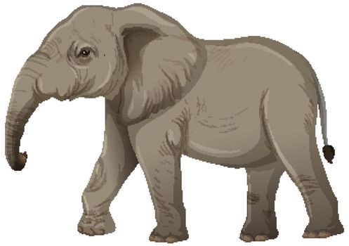 Adult elephant without ivory in cartoon style on white background