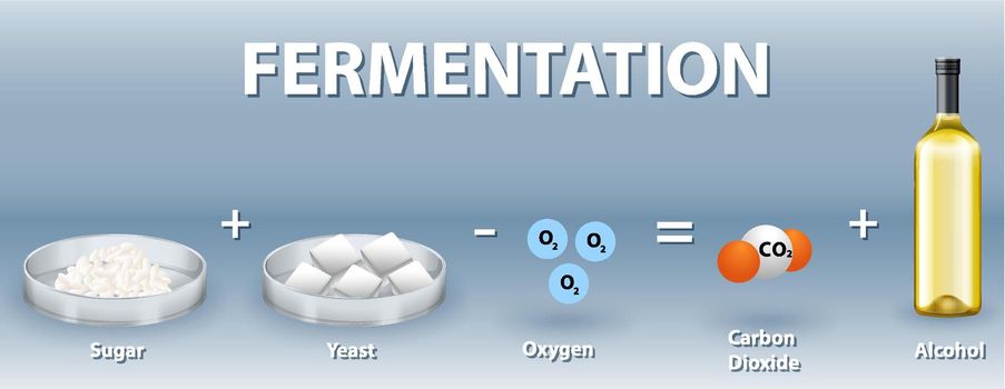 Alcoholic fermentation chemical equation