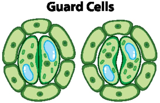 Diagram showing guarad cells on isolated background
