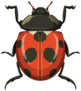 Red ladybug or ladybird isolated on white background