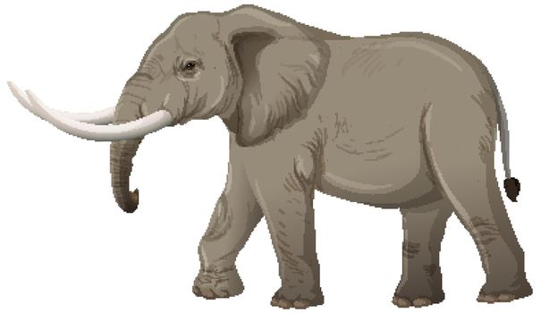 Adult elephant with ivory in cartoon style on white background