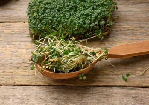 green sprouts of chia, arugula and mustard on a table from gray wooden boards