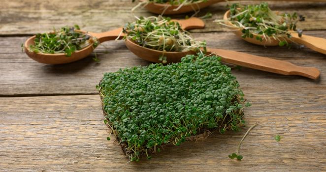green sprouts of chia, arugula and mustard on a table from gray wooden boards, top view