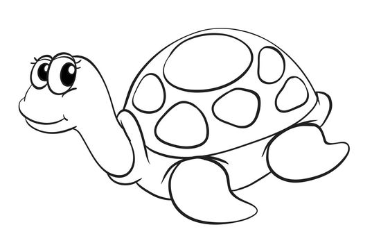 a tortoise sketch