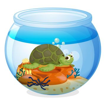 a water bowl and a tortoise