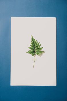 fern branch isolated on white background