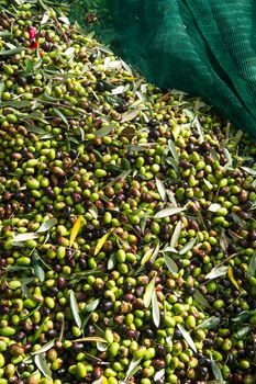 The olive harvest with nets