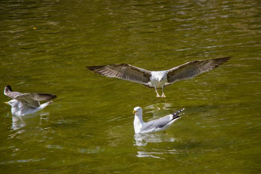 Seagulls are on and over pond waters in a park