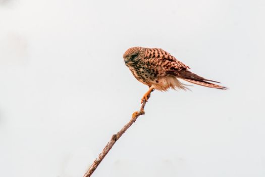 kestrel watches nature and looks for prey