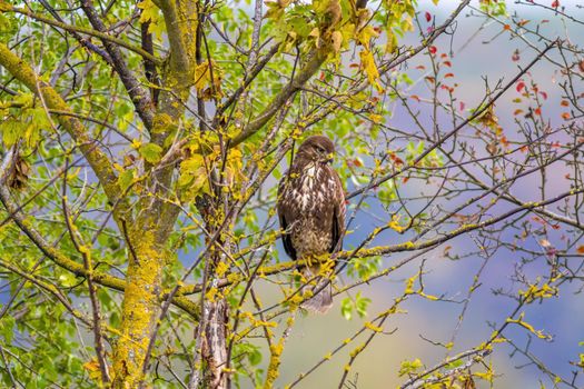 big buzzard watches nature and looks for prey