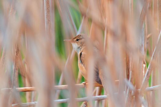 reed warbler sits on a branch and looks for food