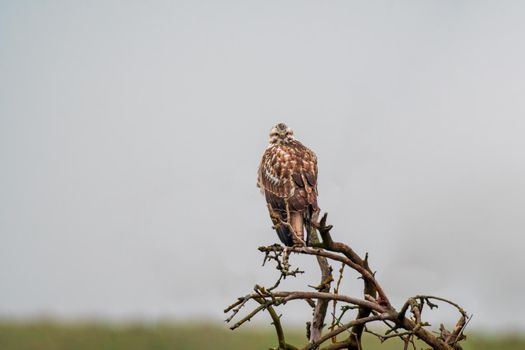 buzzard watches nature and looks for prey