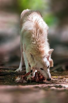 Wolf in the forest looking for prey