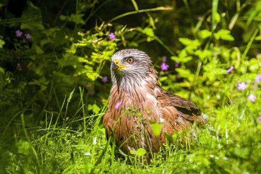 red kite watches nature and looks for prey