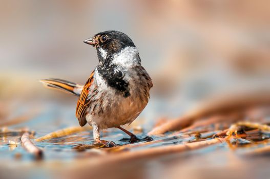 reed bunting observes nature and looks for food