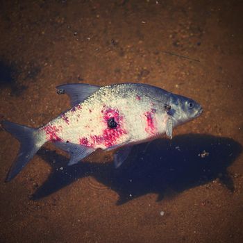 A dead fish with a bloody wound in the water. Natural color background and concept for environment and animals.