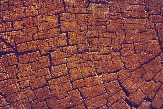 Old Weathered cracked tree stump texture background