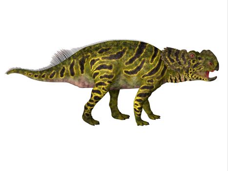 Pachyrhinosaurus Juvenile Dinosaur