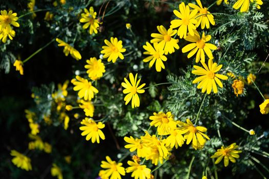 Beautiful Field Daisy flower or singapore daisy yellow on green grass nature in a spring garden,Creeping ox-eye