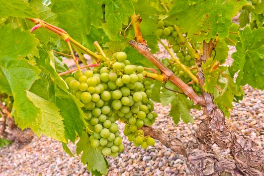 Vine Grapes, Vivanco Wine Cellar, La Rioja, Spain