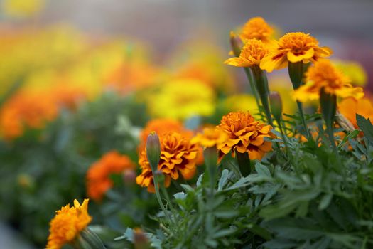 Close up of marigold blooming in pots at greenhouse