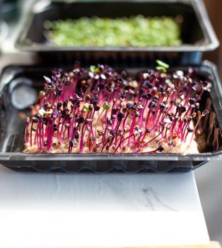 Purple micro-green radish sprouts in a tray or container.