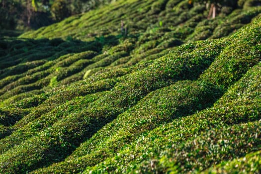 Tea plantations near Rize in Turkey editorial