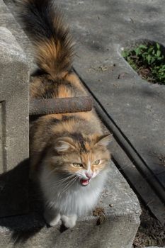 Stray cat in the street 