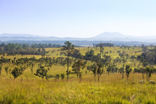 Thung salaeng Luang National Park . Savannah field and pine tree . Phetchabun and Phitsanulok province . Northern of Thailand . Landscape view .