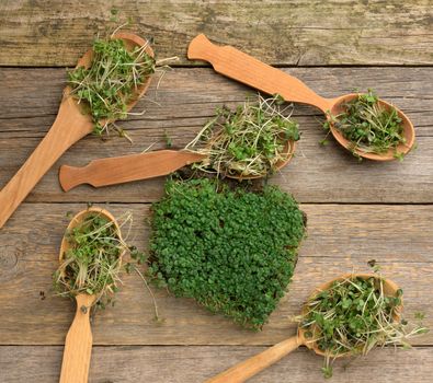 sprouted green sprouts of chia, arugula and mustard in a wooden spoon on a gray background from old boards, top view