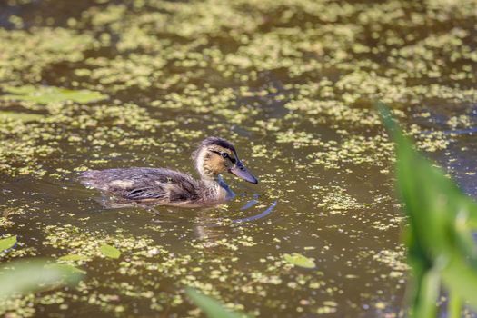 During the day, ducklings swim in the pond under the supervision of a duck