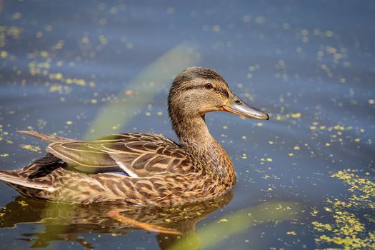 During the day, a wild duck swims along the pond. Close-up