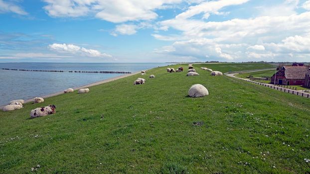Sheep on the dyke near the Wadden Sea in the Netherlands