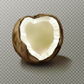 Realistic coconut, highly detailed empty coco nut
