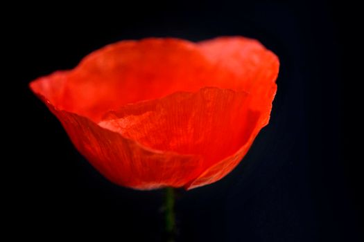 red poppy with flower and blurred empty background