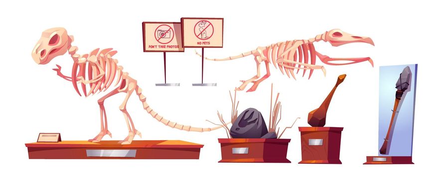 Dinosaur fossils in history museum dino skeletons
