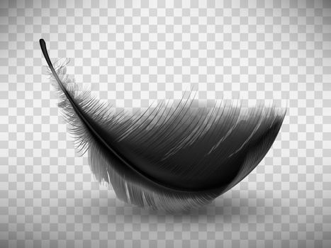 Black fluffy feather with shadow realistic
