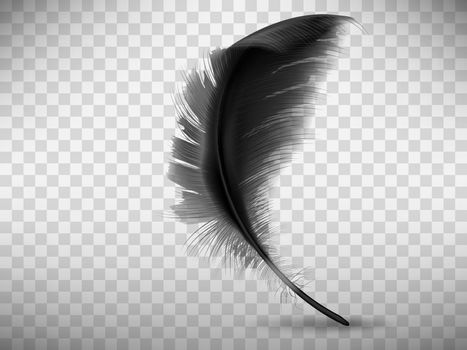 Black fluffy feather with shadow realistic