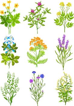 Collection Of Wild Herbs