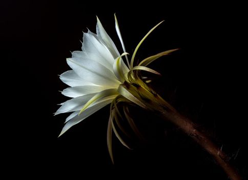 White color with fluffy hairy of Cactus flower on black background