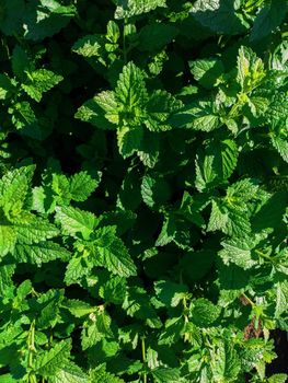 Green mint leaves plant grow at vegetable garden