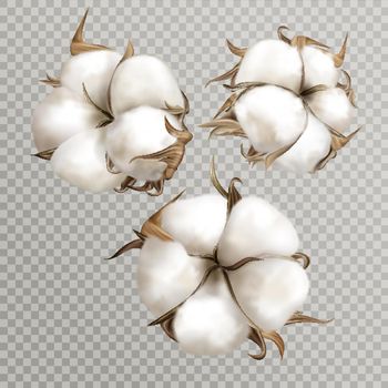Realistic cotton flowers ripe opened boll seed
