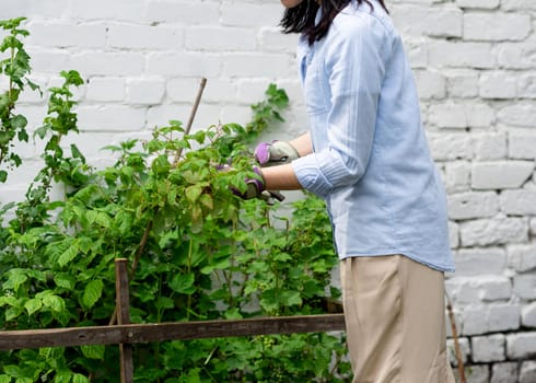 woman holding secateurs cutting plants in garden