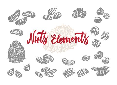Hand Drawn Nuts Elements Set
