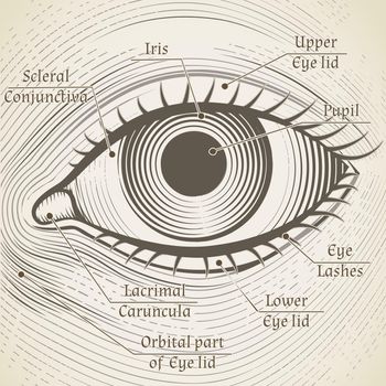 Vector human eye etching with captions. Cornea, iris and pupil