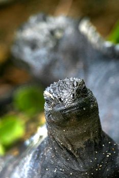 Marine Iguana, Galapagos National Park, Ecuador 
